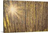 Aspens in Summer Canvas Print