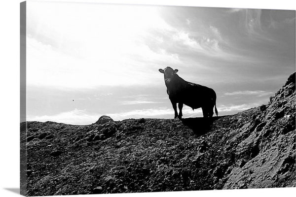 King of the Hill Canvas Print