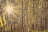 Aspens in Summer Canvas Print