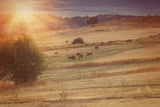 Sunset and Horses Western Scarf