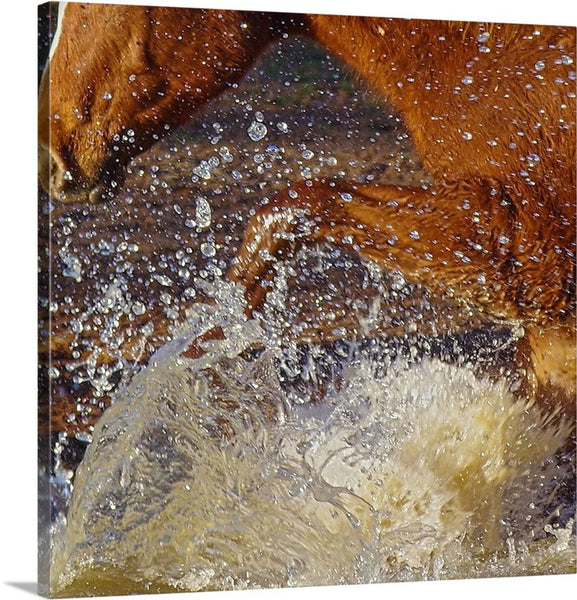 Splash Canvas Print